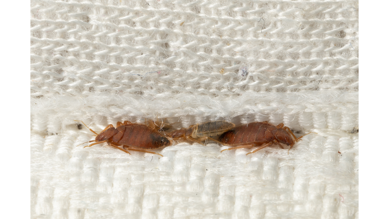 Brown bedbugs hiding in the crease of the mattress macro
