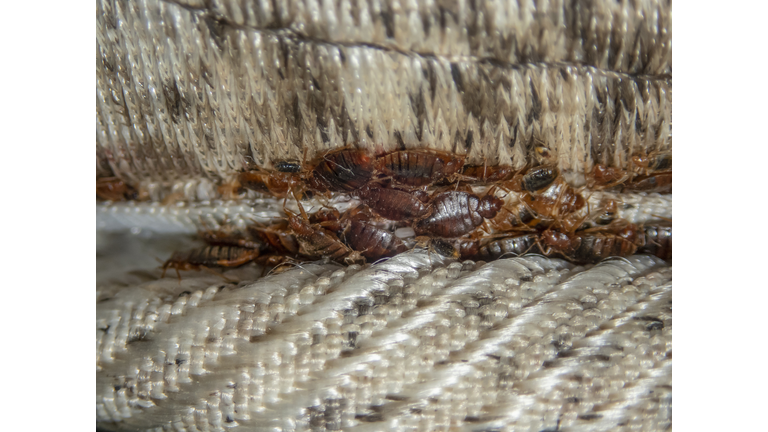 Serious bed bug infestation, bed bugs developed unnoticed on the mattress in folds and seams