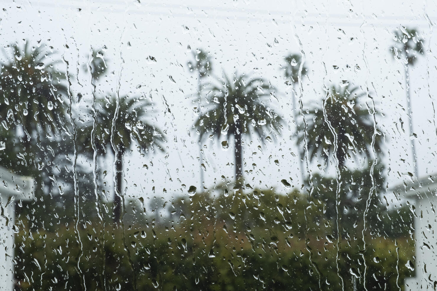 many palm trees seen through wet window