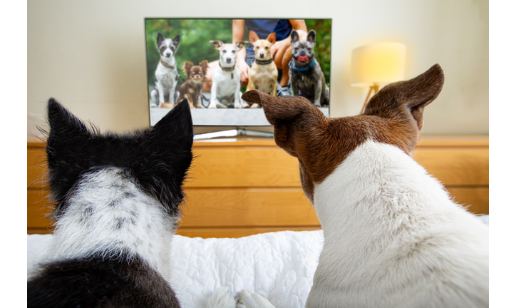 couple of dogs watching tv