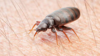 3 North Carolina Cities Among The 'Worst Cities For Bed Bugs' In The U.S.