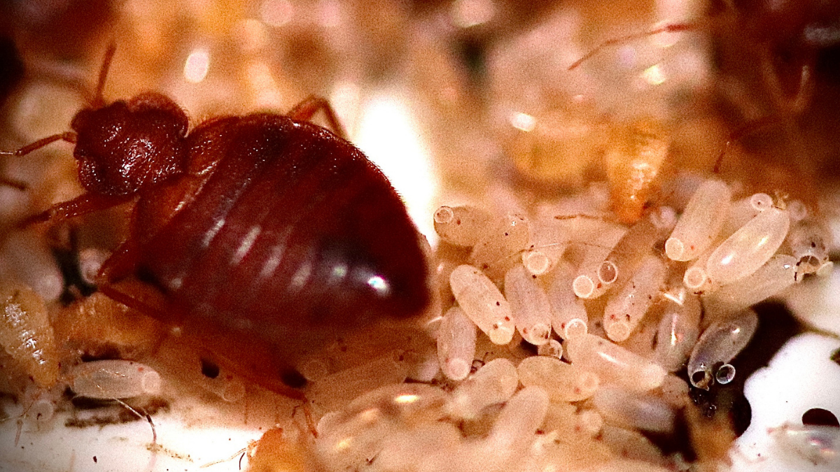 Three Michigan Cities Named Among 'Worst Cities For Bed Bugs' In The US ...