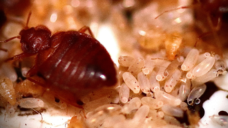 Three Michigan Cities Named Among 'Worst Cities For Bed Bugs' In The US