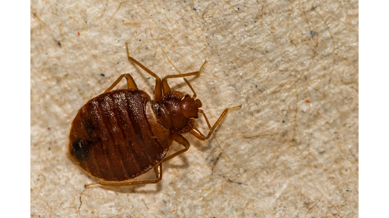 Common Bed Bug (Cimex lectularius)