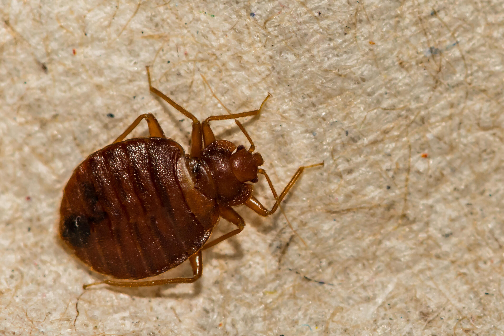 One Minnesota City Named Among 'Worst Cities For Bed Bugs' In The US ...