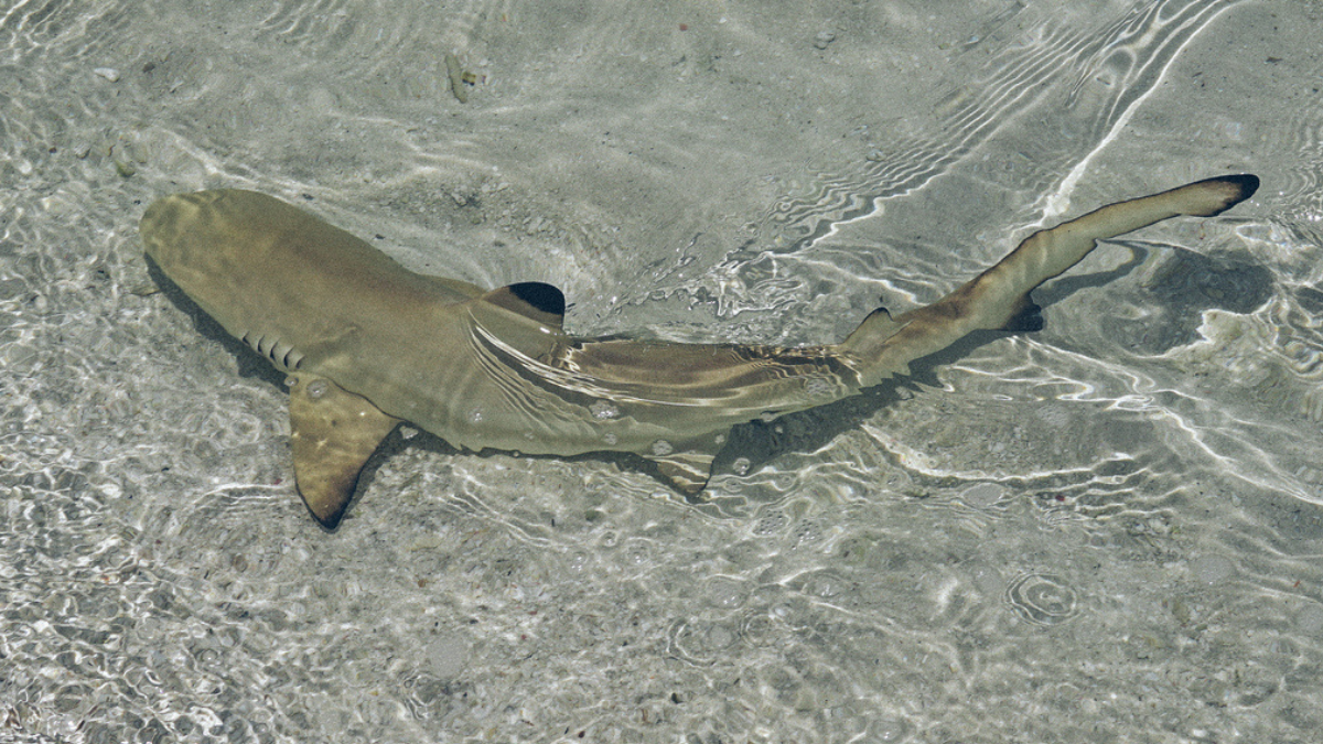 WATCH: Rare Baby Shark Caught On Camera For First Time Ever In California