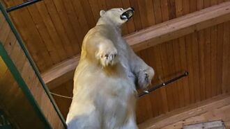 Thieves Manage to Steal Massive Taxidermied Polar Bear from Canadian Resort