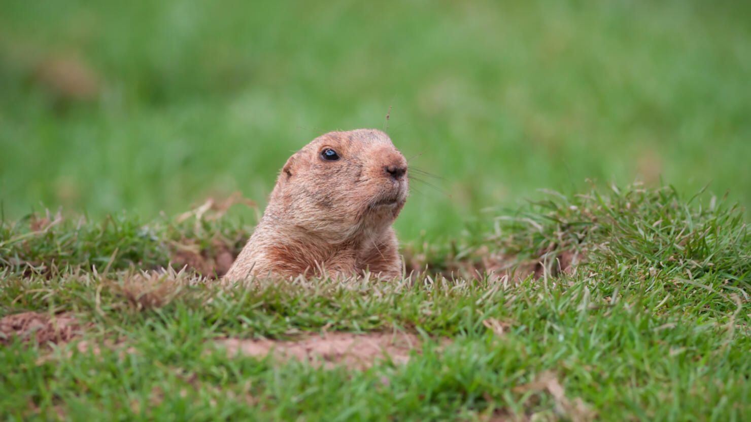 Ohio's Buckeye Chuck Makes 2024 Groundhog Day Prediction | iHeart