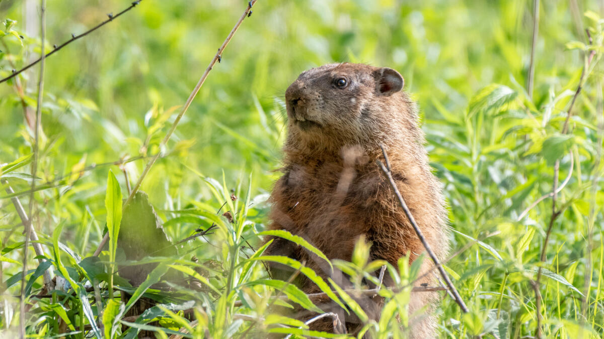 General Beauregard Lee Makes 2024 Groundhog Day Prediction