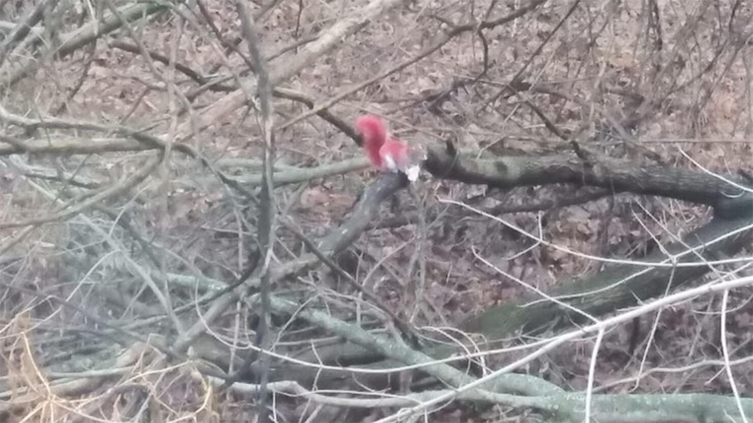 A squirrel was spray painted by a New York man