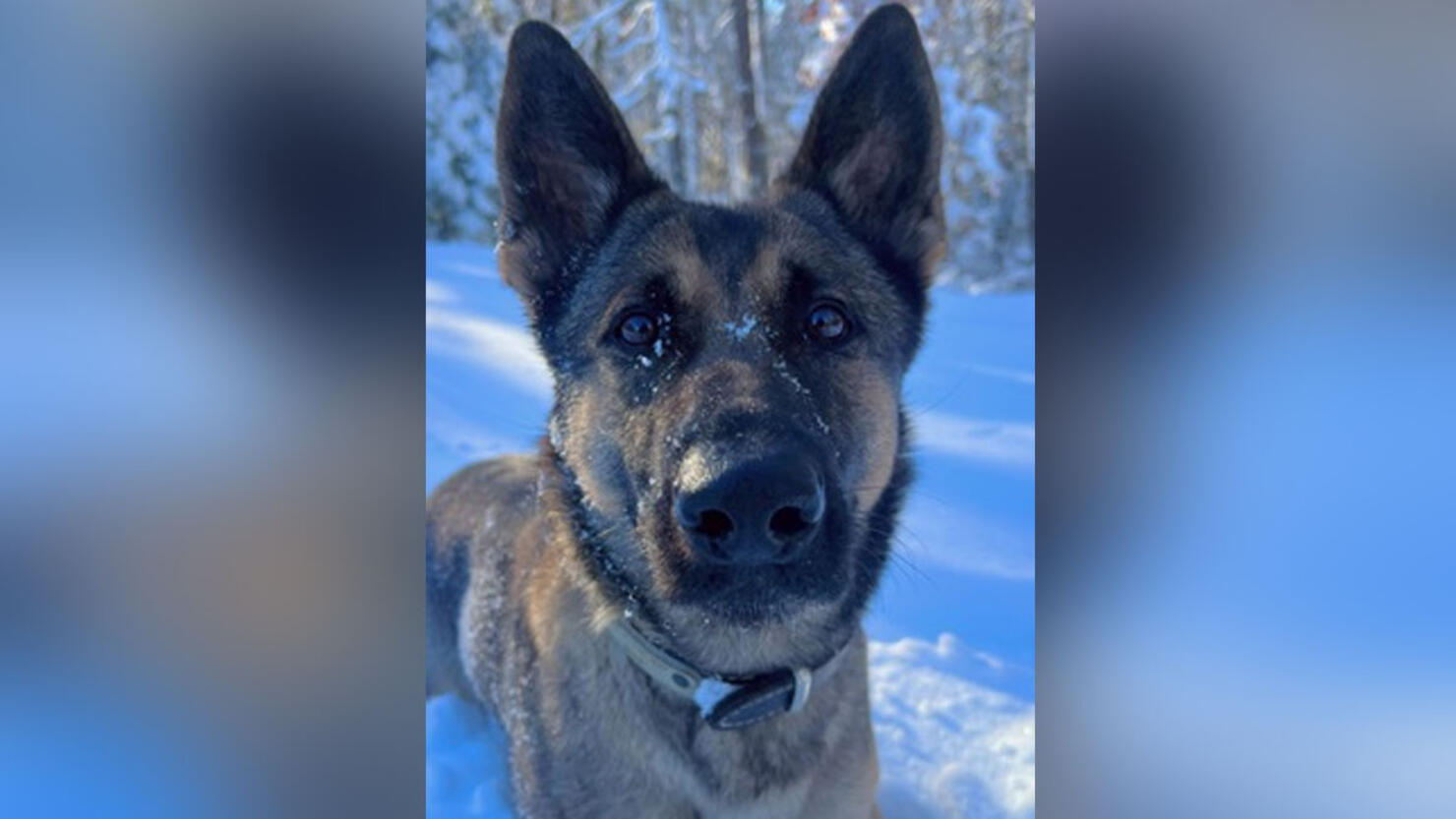 Police K9 Biza