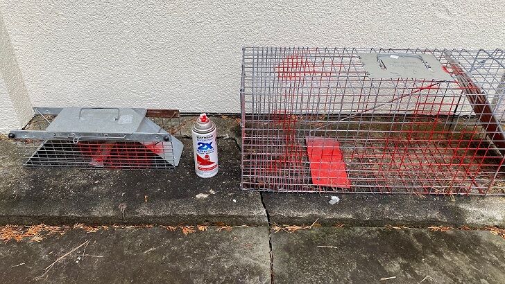 Man Busted for Allegedly Spray Painting Squirrels Red in Bizarre Tracking Scheme