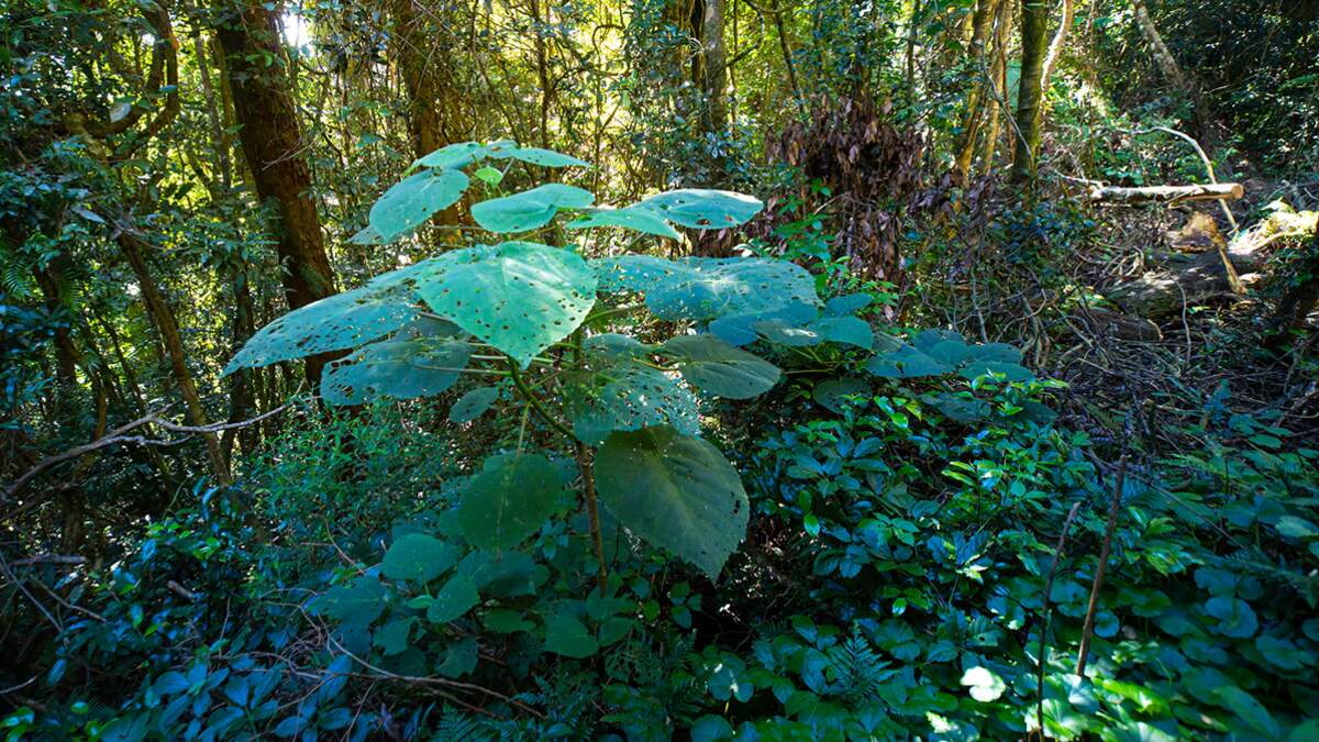 Beware Of This Plant - Its Sting Is So Bad You Can Die From The Pain