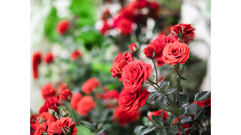 Red roses garden on a blurry background