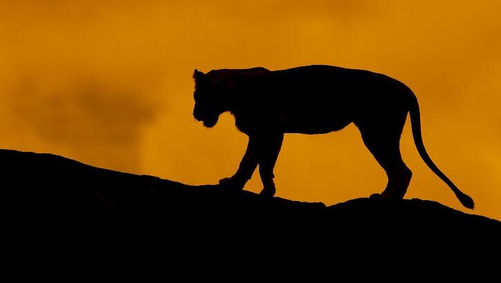 Video: Mysterious Big Cat Sighting Causes Stir in Upstate New York