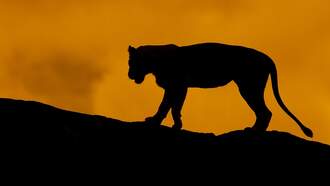 Video: German Hunter Films Big Cat Creeping Through Forest at Night?