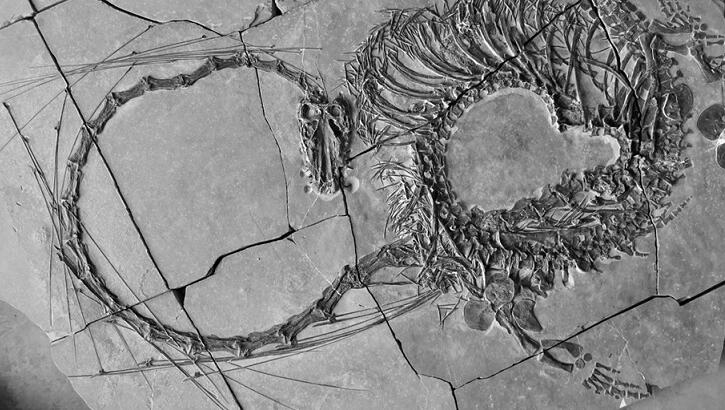 Scientists Unveil Fossil Remains of 240-Million-Year-Old 'Chinese Dragon' 