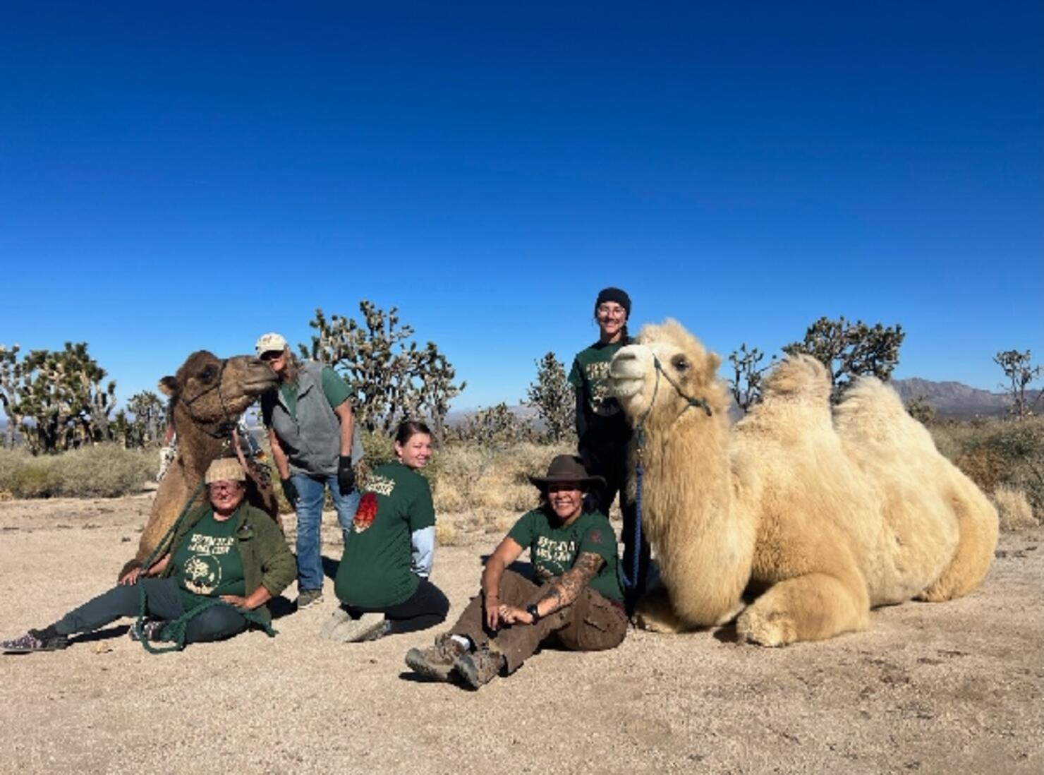 How Camels Are Helping To Save California's Iconic Joshua Trees