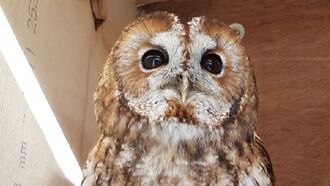 Beloved Owl Mysteriously Vanishes in England