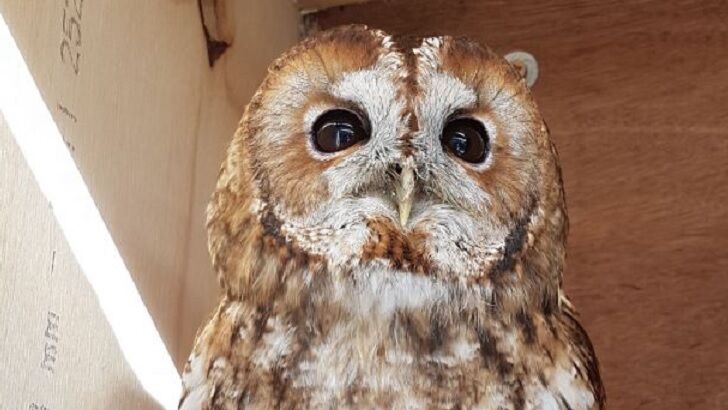 Beloved Owl Mysteriously Vanishes in England