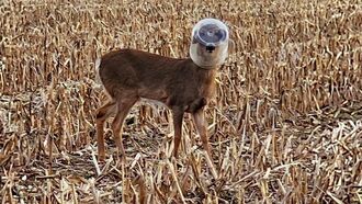 Cops Rescue Deer with Plastic Container Stuck on Head for Nearly Two Weeks