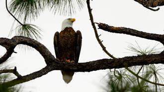 I Can't Get Enough of the Big Bear Eagles