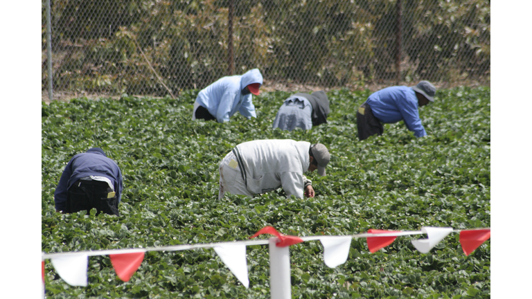 Migrant Workers in the field