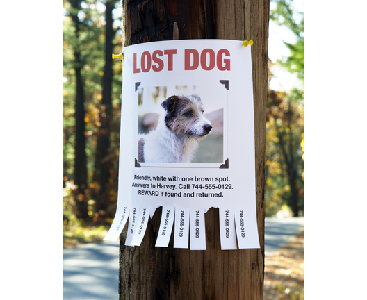 Lost Dog Poster