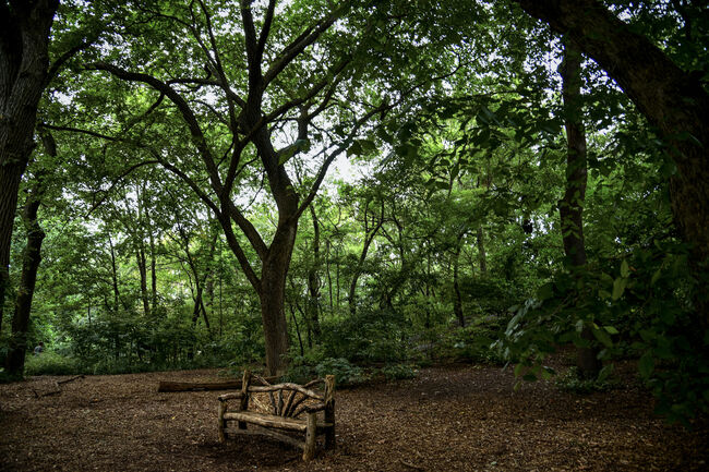 A Lonely Wooden Bench in Central Park - Manhattan, New York City