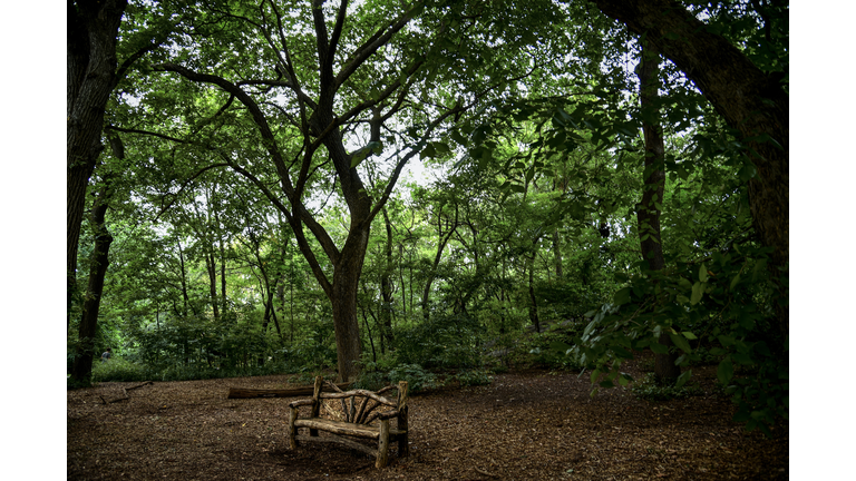 A Lonely Wooden Bench in Central Park - Manhattan, New York City
