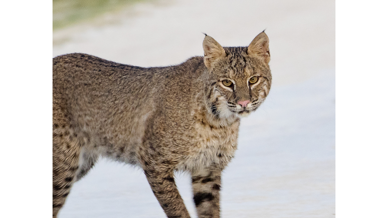 Bobcat