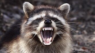Video: Hacked Road Sign in Washington Warns of 'Angry Raccoons Ahead'