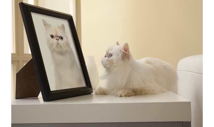 Persian Kitten looking at Cat Portrait