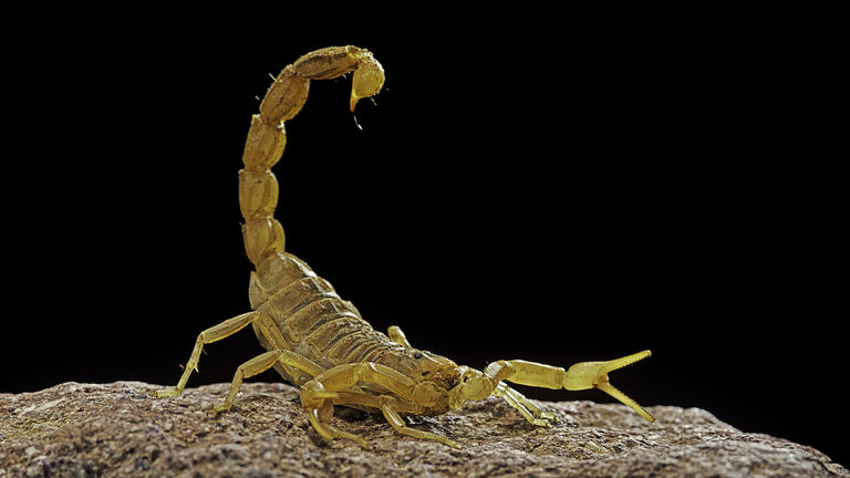 Buthus occitanus (common yellow scorpion, common European scorpion) - tail raised