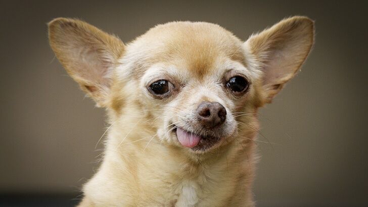 Alleged Burglar Busted in Canada After Cops Identify His Chihuahua 'Accomplice'