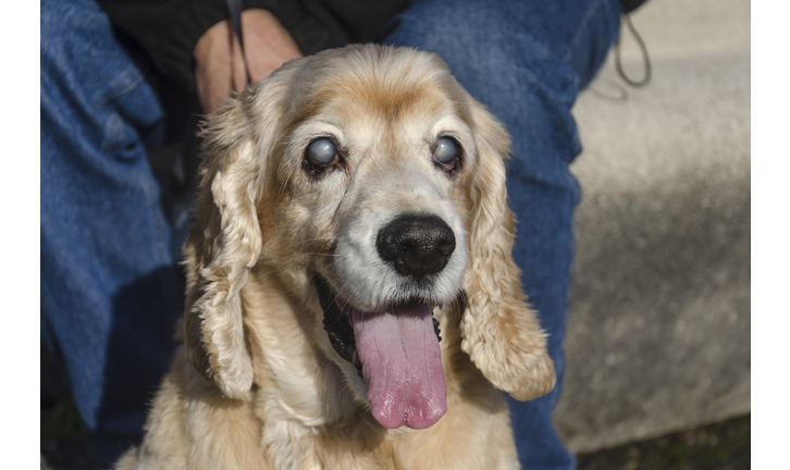 Low Section Of Men Sitting With Blind Senior Dog