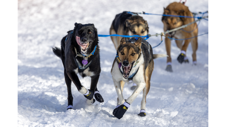 Alaskan Huskies