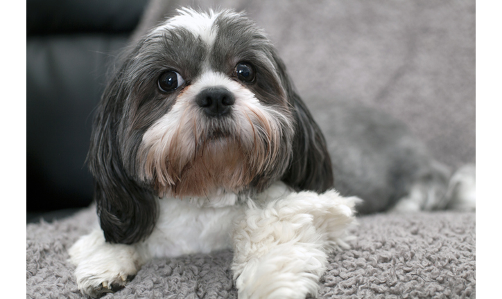 Shih tzu dog on sofa