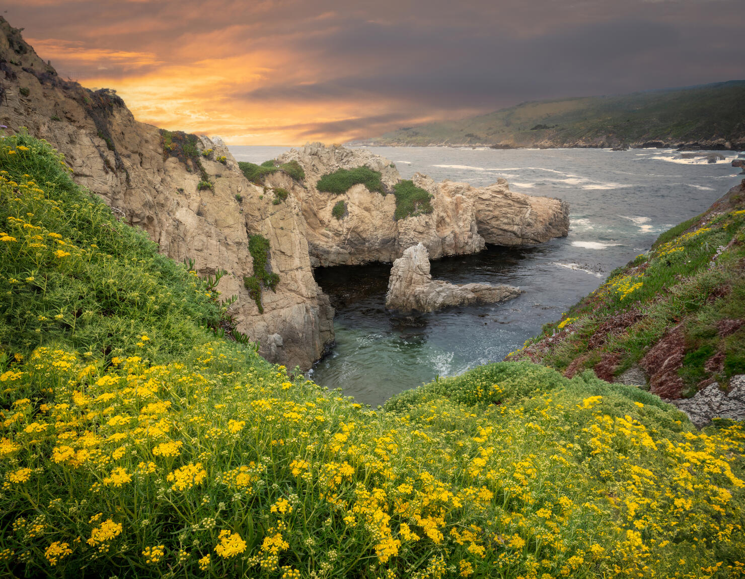 Wild Mustard on the Big Sur Coast - Big Sur, CA
