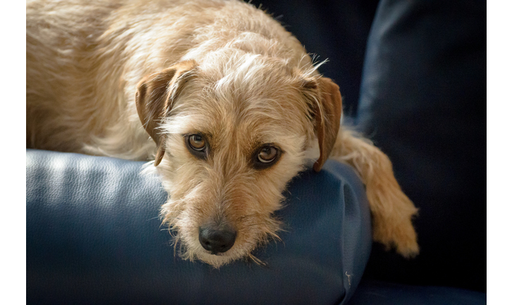 Jack russell terrier mix lies on the couch