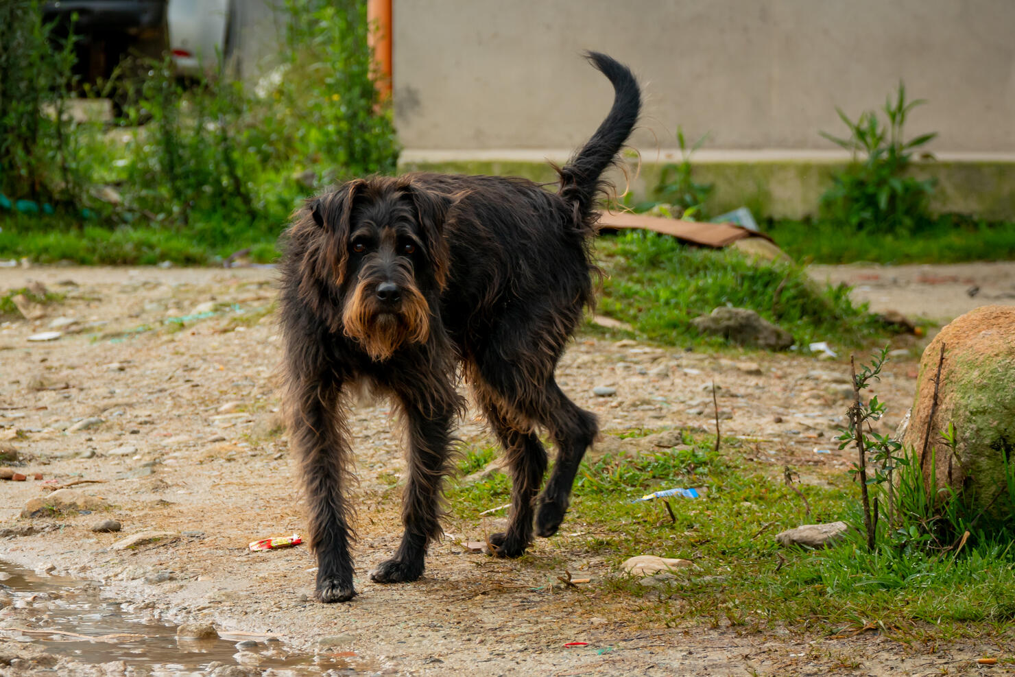 Black Dirty Mongrel Dog Staring in the Street in Guatape, Colombia