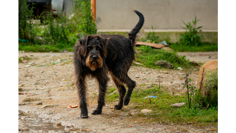 Black Dirty Mongrel Dog Staring in the Street in Guatape, Colombia