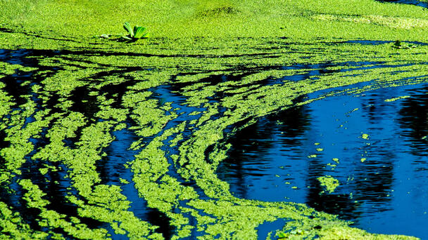 'Toxic' Organism Forces Closure Of Several California Lakes 