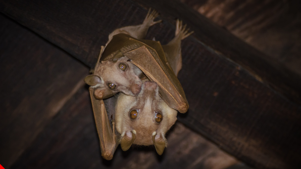 LISTEN: Maternity Season Means No Banning Bats from the Belfry in Florida