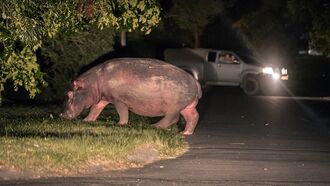 Watch: Escaped Hippo Roams Streets of South African Community
