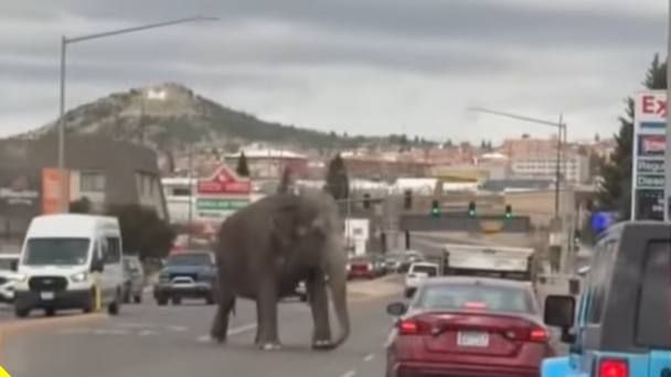 Elephant Running Loose in Town After Escaping Circus