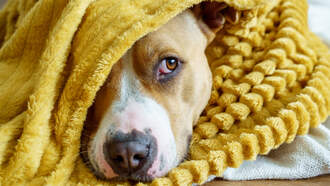 Officials Warn Of 'Poisoning Disease' Affecting Dogs In California