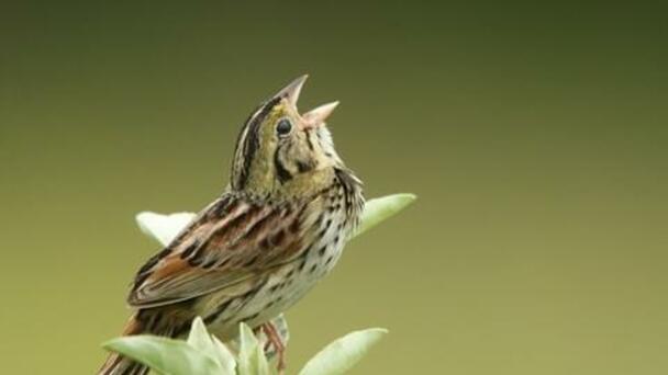 Henslow’s Sparrow and More in Scioto Valley Bird & Nature Club Monday