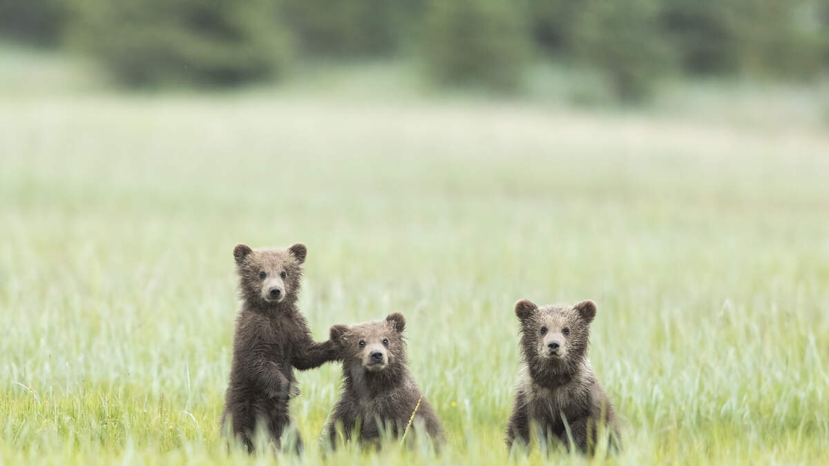 Two Bear Cubs Climb Gondola in Steamboat Springs | My 99.9