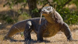 Monstrous Komodo Dragon Menaces Iraqi Village